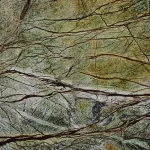 Rainforest
